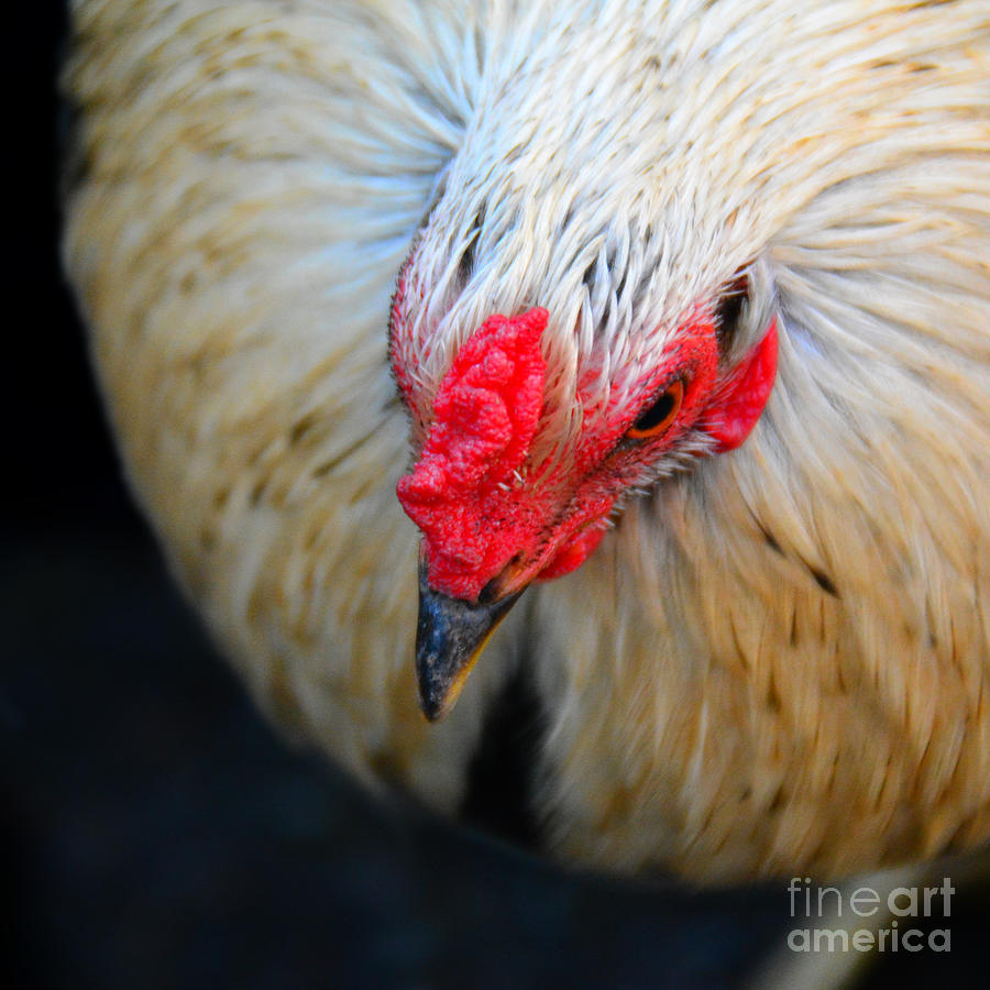 Chicken Photograph - Im so pretty 6  by Paul Davenport
