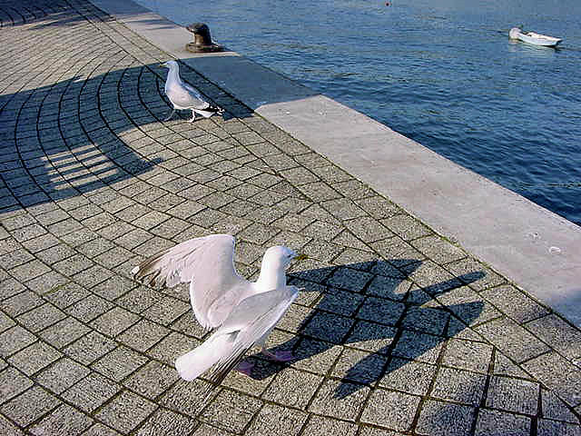 Seagull Photograph - Im Soooooo Big by Phyllis Taylor