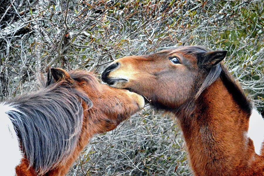 I'm the Boss says Patricia Irene to April Star by Assateague Pony Photography I'm the Boss says Patricia Irene to April Star by Assateague Pony Photography