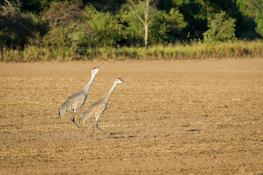 Im Walking Photograph by Steve LItalien Im Walking Photograph by Steve LItalien