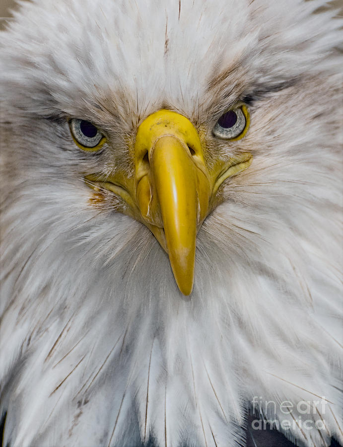 I'm Watching You Photograph by Jim Chamberlain - Fine Art America