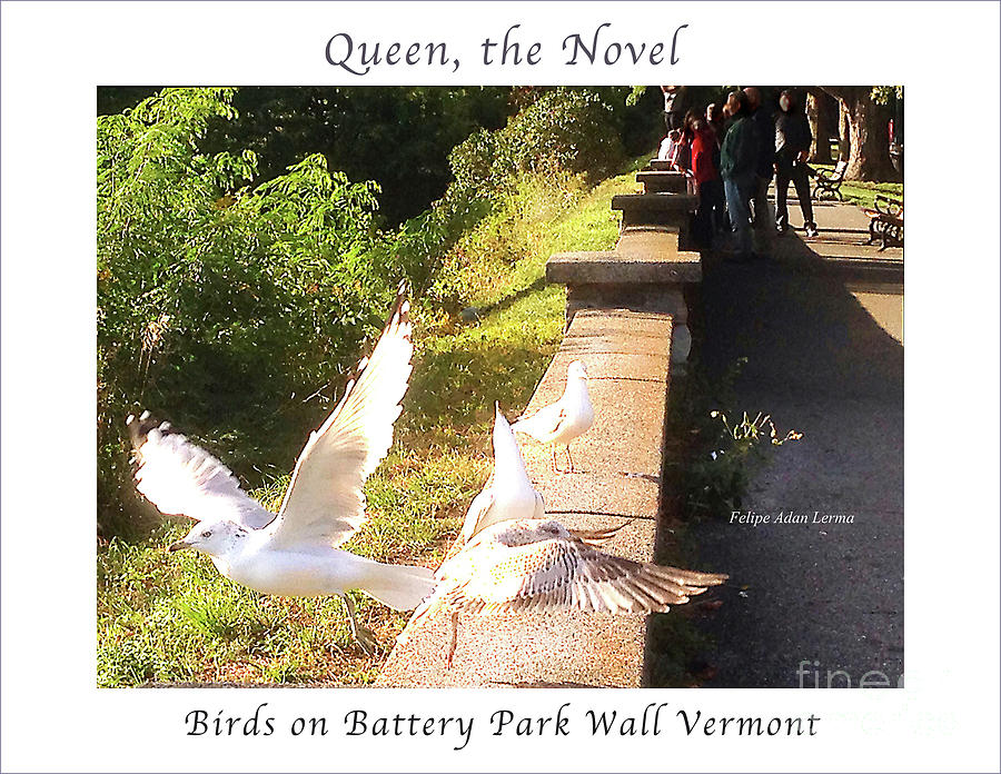 Image Included in Queen the Novel - Birds on Battery Park Wall Vermont Enhanced Poster Photograph by Felipe Adan Lerma