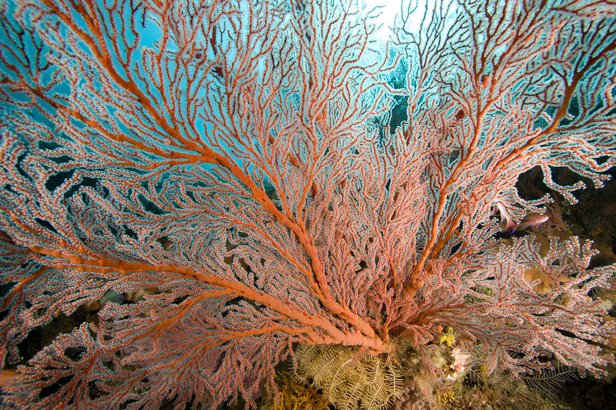 Image Of A Large Sea Fan, Also Called Photograph By Tim Laman