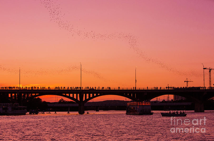 Image of a vivid pink sunset as bat watchers fill the bridge as the bats depart in search for food Photograph by Dan Herron
