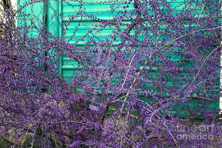 Image Study Purple and Turquoise Photograph by Donna L Munro