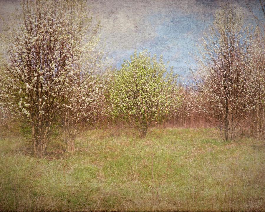 Spring Photograph - Imaginary Spring by Sandra Burm