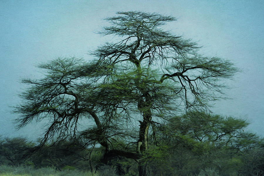 Imagination Tree Digital Art by Ernest Echols