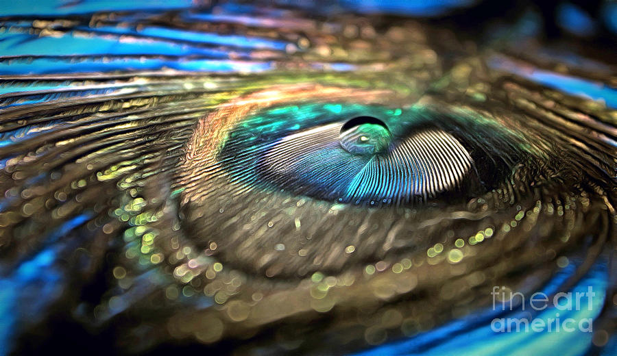 Peacock Photograph - Imagine If by Krissy Katsimbras