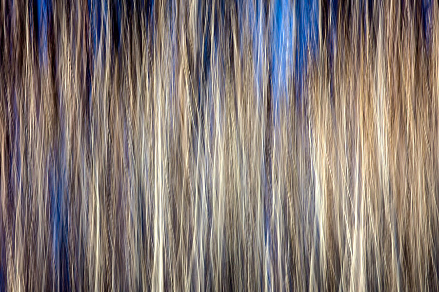Tree Photograph - Imbroglio by Todd Klassy