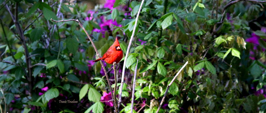 IMG-0708-004 - Northern Cardinal Photograph by Travis Truelove