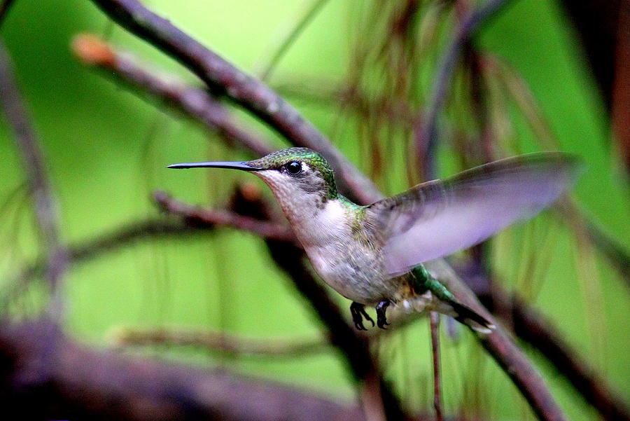 IMG-3281-001 - Ruby-throated Hummingbird Photograph by Travis Truelove