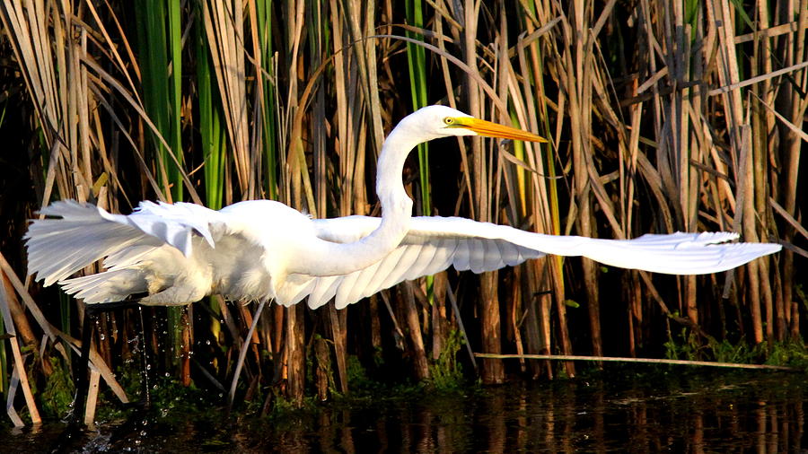 IMG_000 -  Great Egret - 3 Photograph by Travis Truelove