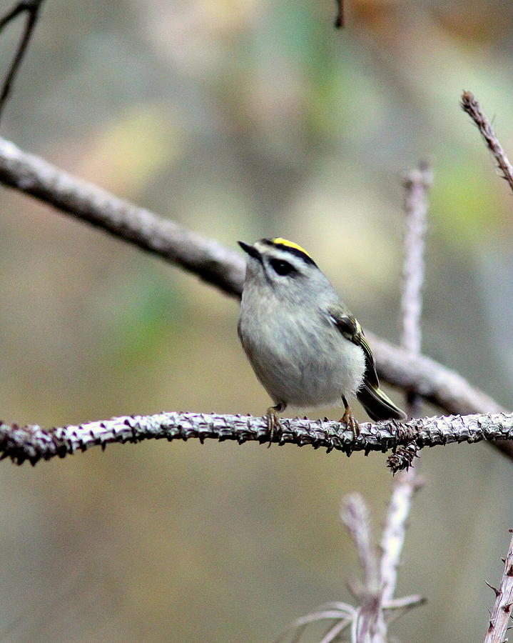 IMG_0001-005 - Golden-crowned Kinglet Photograph by Travis Truelove