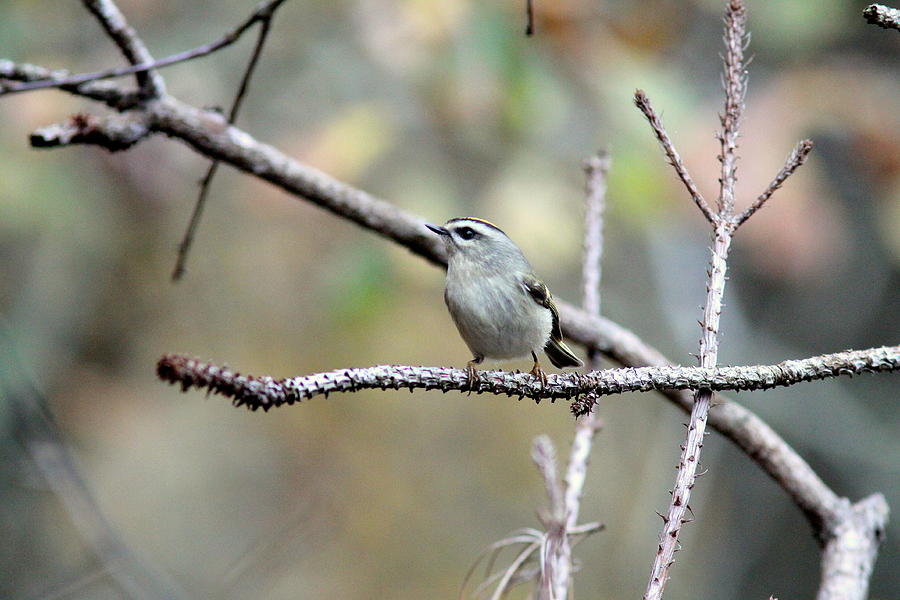 IMG_0001-062 - Golden-crowned Kinglet Photograph by Travis Truelove