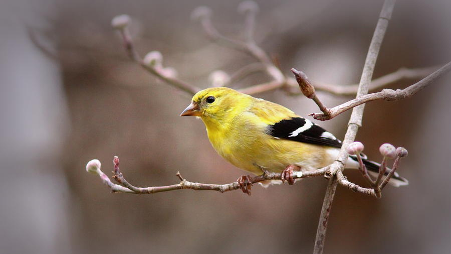 IMG_0001 - American Goldfinch Photograph by Travis Truelove