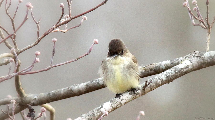 IMG_0001 - Eastern Phoebe Photograph by Travis Truelove