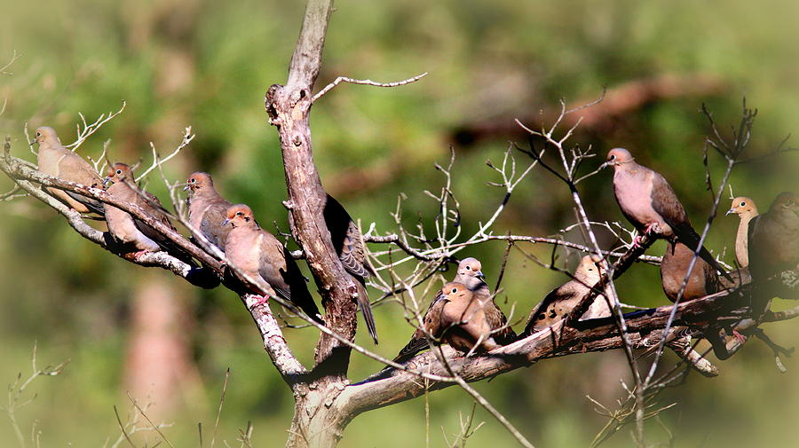 IMG_0001 - Mourning Doves Photograph by Travis Truelove