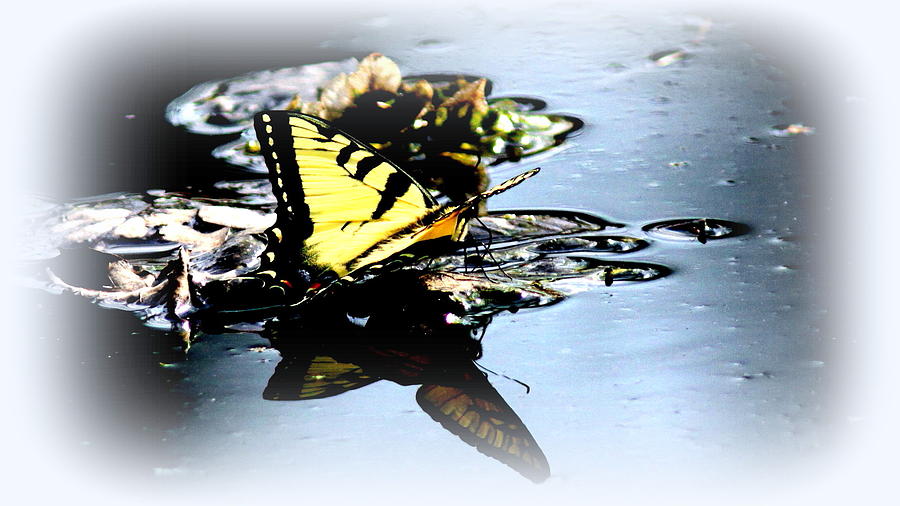 IMG_0001 Tiger Swallowtail Butterfly Photograph by Travis Truelove