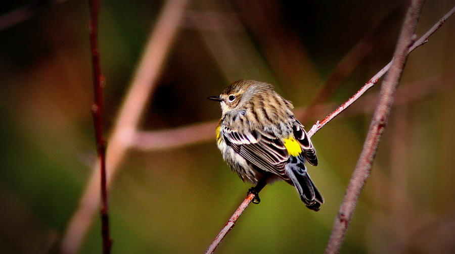 IMG_0001 - Yellow-rumped Warbler Photograph by Travis Truelove