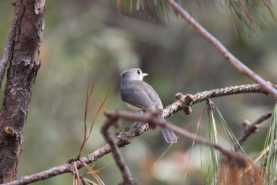 IMG_0005-001 - Tufted Titmouse Photograph by Travis Truelove