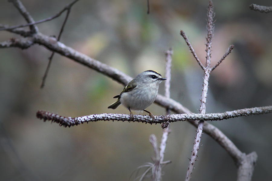 IMG_001-059 - Golden-crowned Kinglet Photograph by Travis Truelove