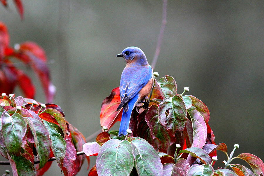 IMG_0011-010 - Eastern Bluebird Photograph by Travis Truelove