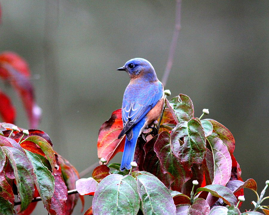 IMG_0011-020 - Eastern Bluebird Photograph by Travis Truelove