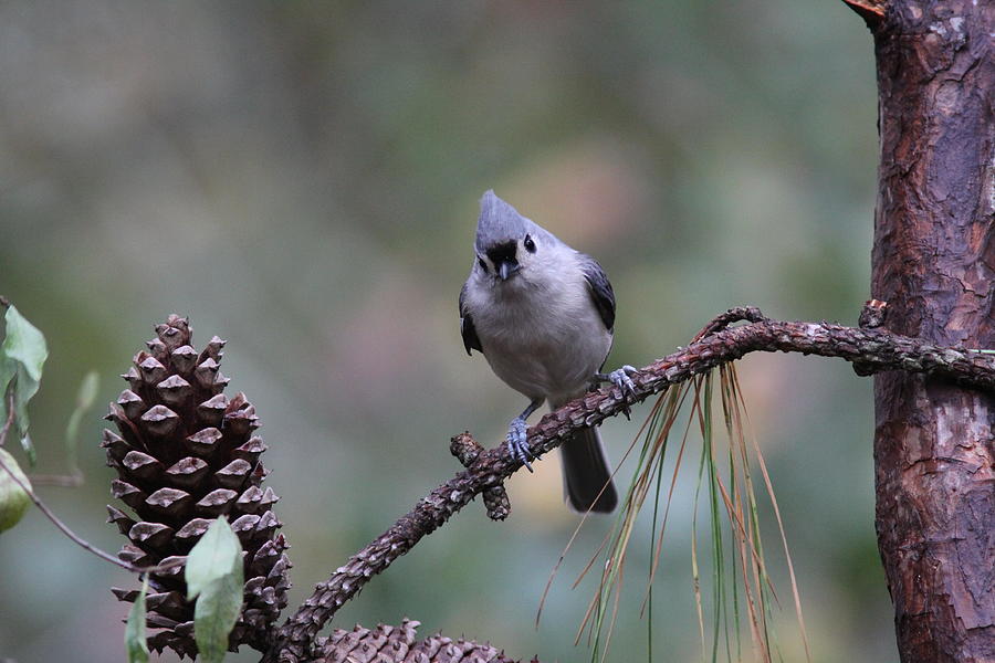 IMG_0014 - Tufted Titmouse Photograph by Travis Truelove