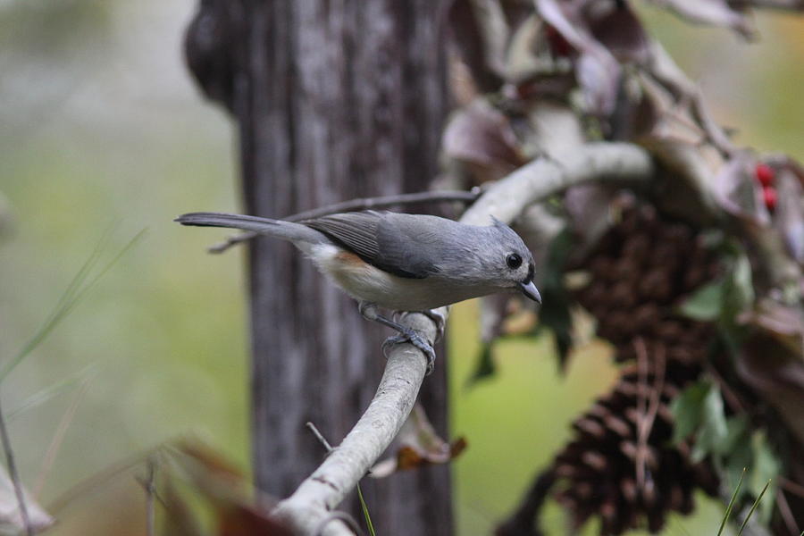 IMG_0015 - Tufted Titmouse Photograph by Travis Truelove