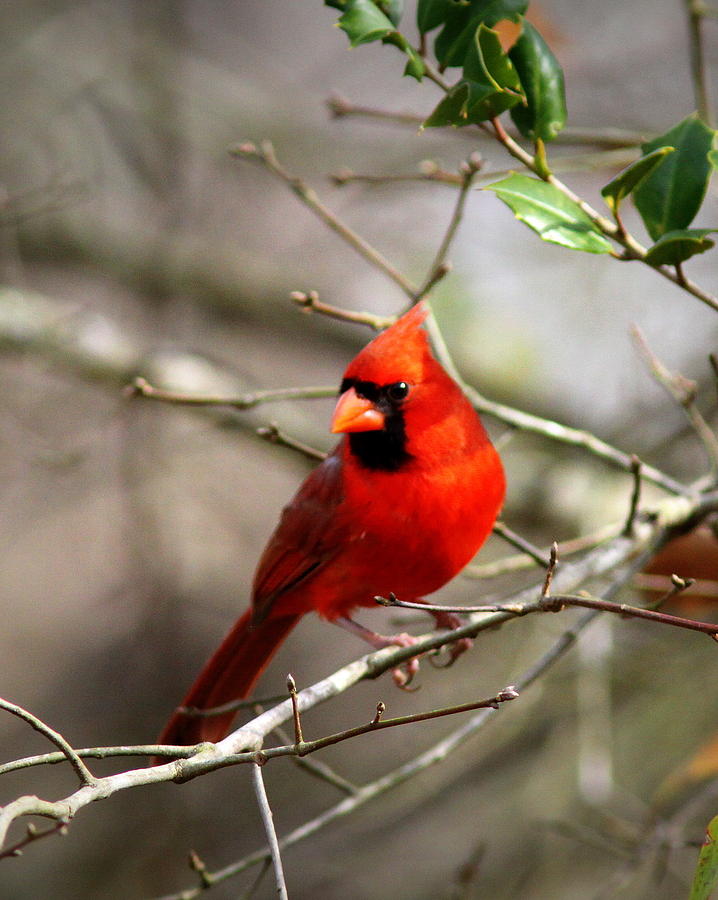 IMG_0017-006 - Northern Cardinal Photograph by Travis Truelove