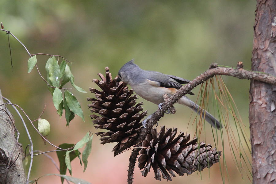 IMG_0019-001 - Tufted Titmouse Photograph by Travis Truelove