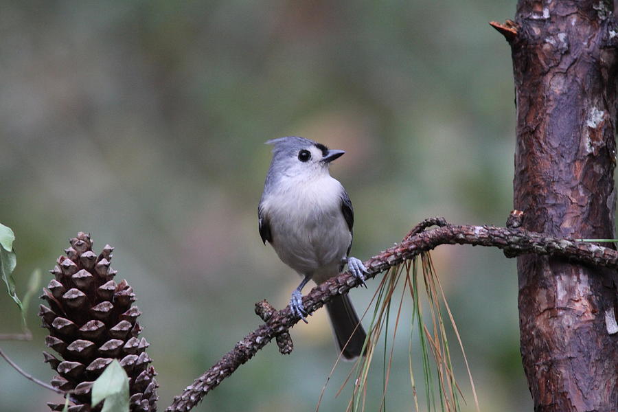 IMG_0020-001 - Tufted Titmouse Photograph by Travis Truelove