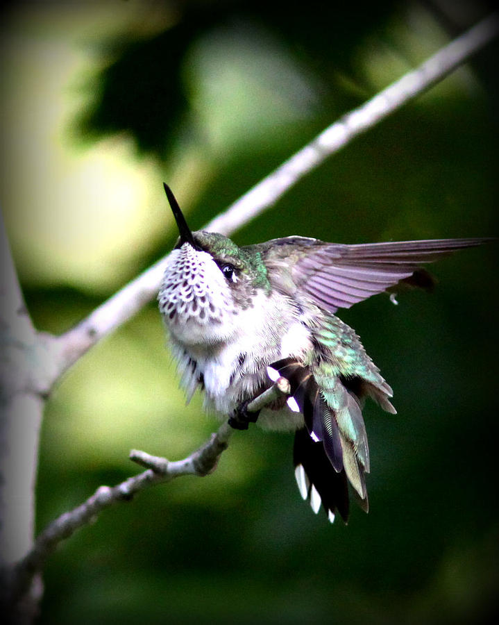 IMG_0022 - Ruby-throated Hummingbird Photograph by Travis Truelove