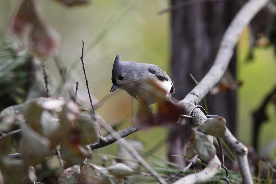 IMG_0023-001 - Tufted Titmouse Photograph by Travis Truelove