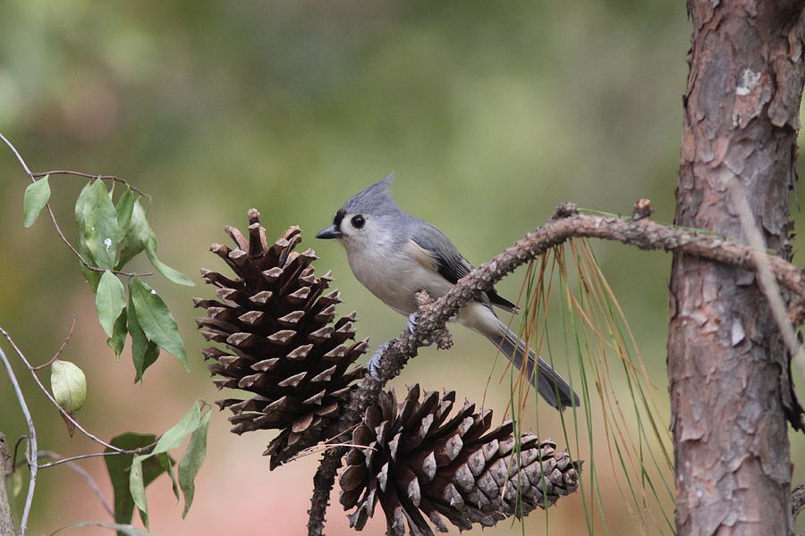 IMG_0023 - Tufted Titmouse Photograph by Travis Truelove