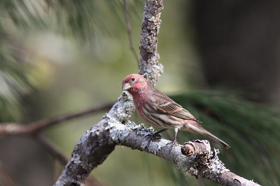 IMG_0035-001 - House Finch Photograph by Travis Truelove