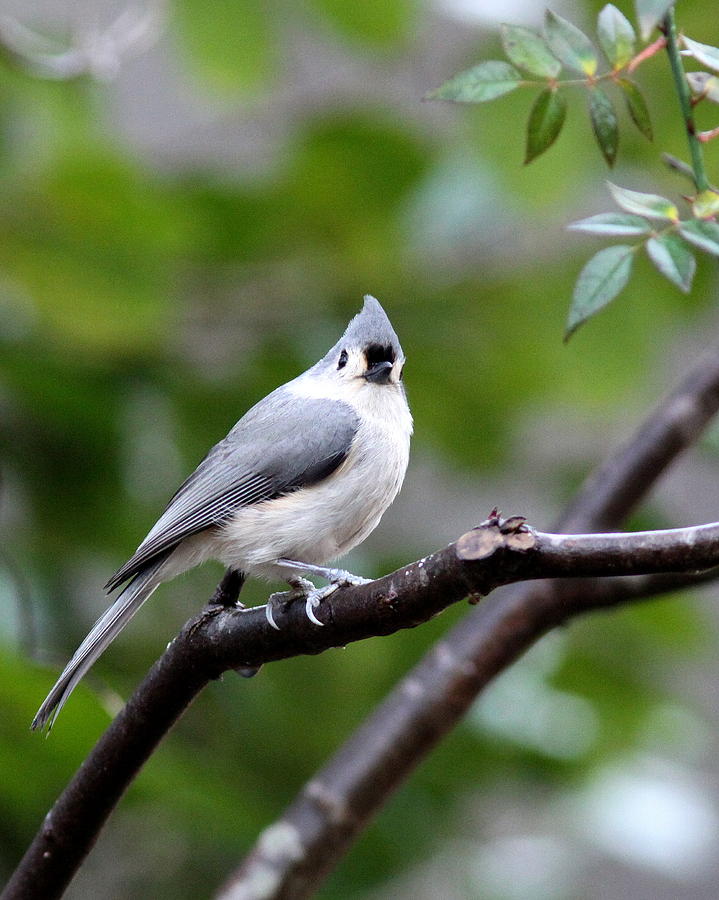 IMG_0043 - Tufted Titmouse Photograph by Travis Truelove