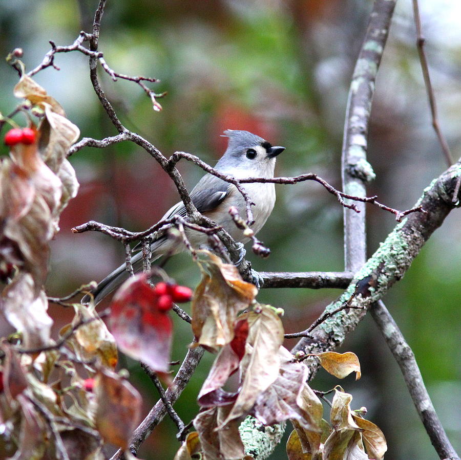 IMG_0058-006 - Tufted Titmouse Photograph by Travis Truelove