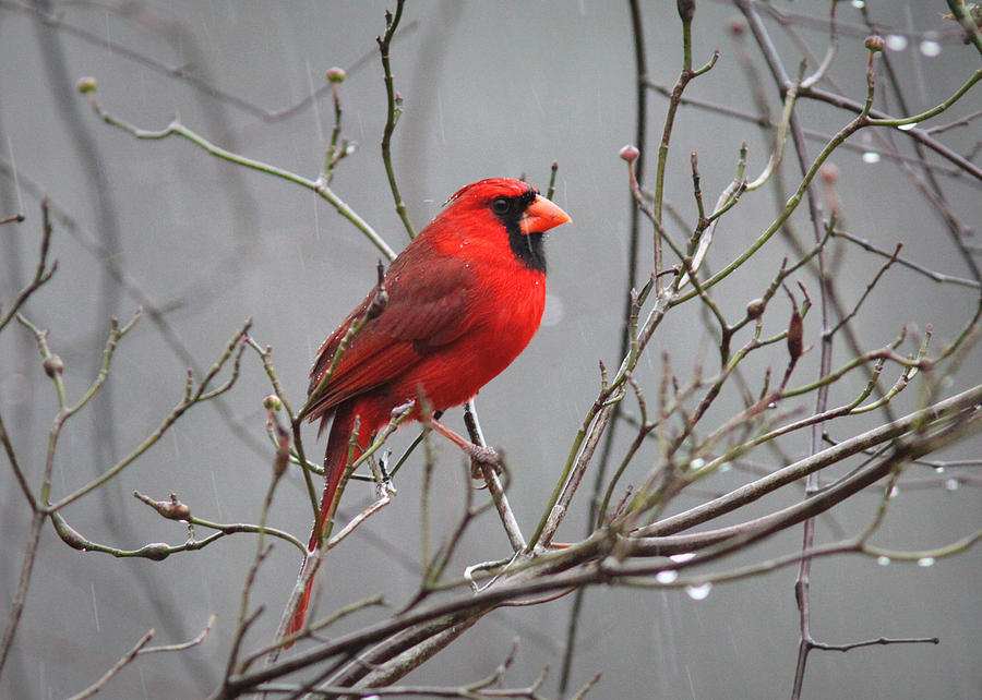 IMG_0060 - Northern Cardinal Photograph by Travis Truelove