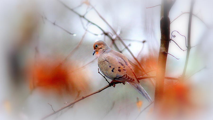 IMG_0061 - Mourning Dove Photograph by Travis Truelove