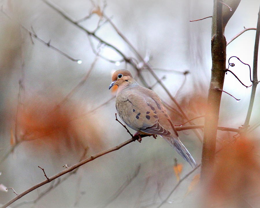 IMG_0062-003 - Mourning Dove Photograph by Travis Truelove