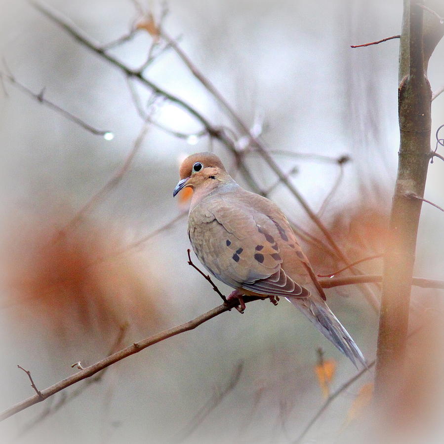 IMG_0062 - Mourning Dove Photograph by Travis Truelove
