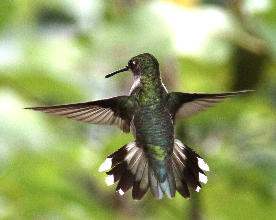IMG_0075 - Ruby-throated Hummingbird Photograph by Travis Truelove
