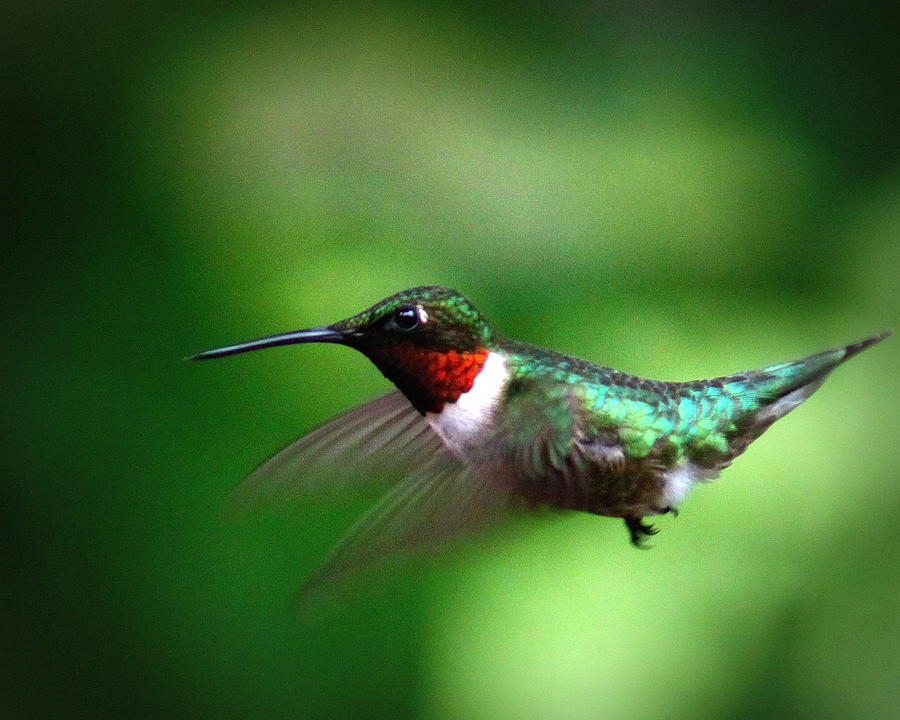 IMG_0078-001 - Ruby-throated Hummingbird Photograph by Travis Truelove