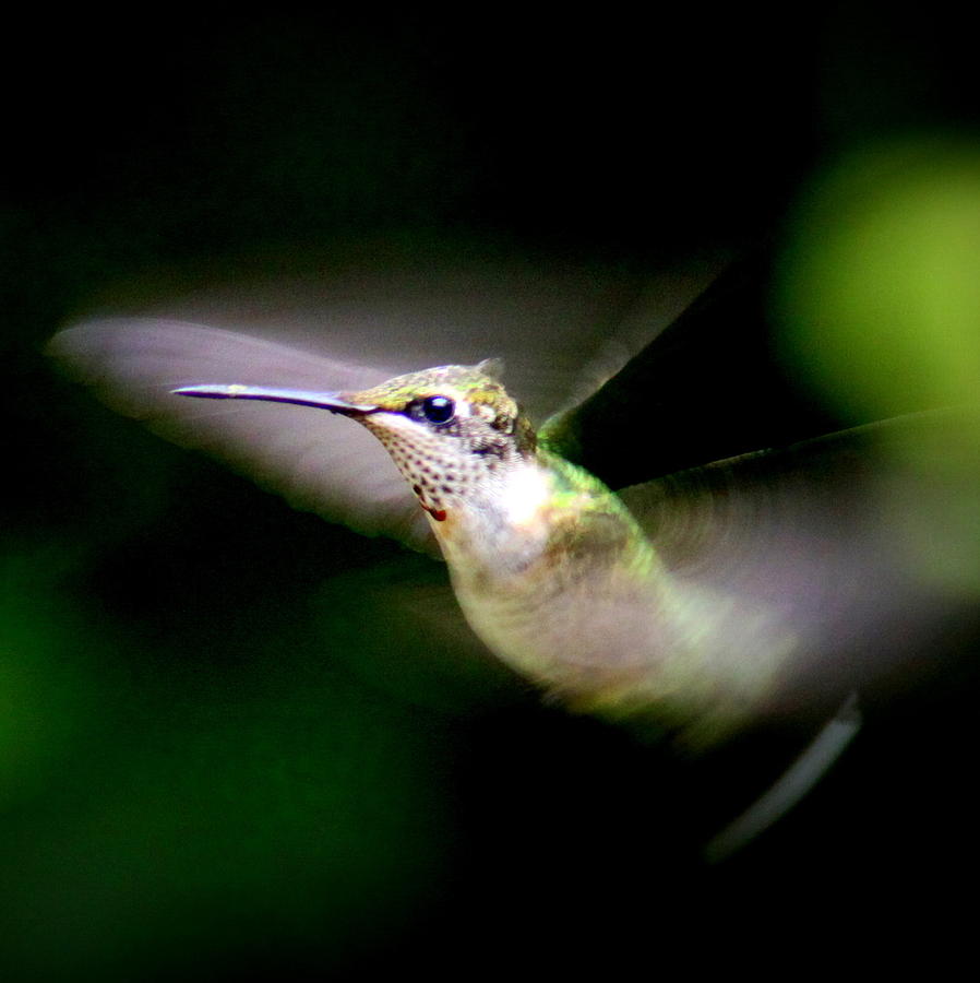 IMG_0084-028 - Ruby-throated Hummingbird Photograph by Travis Truelove