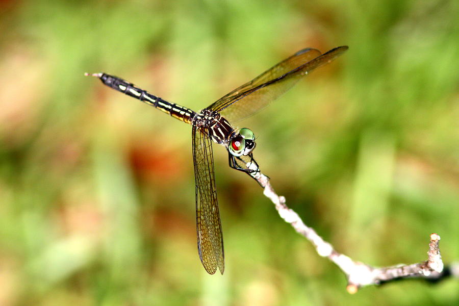 IMG_0084 - Dragonfly Photograph by Travis Truelove
