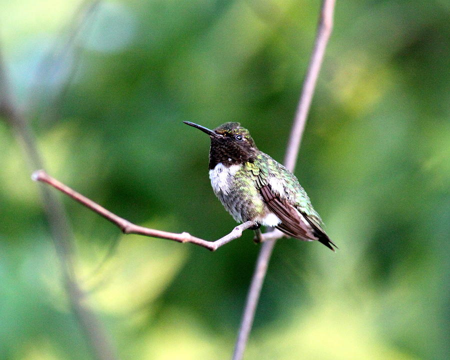 IMG_0095 - Ruby-throated Hummingbird Photograph by Travis Truelove