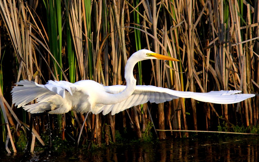 IMG_0105 - Great Egret Photograph by Travis Truelove