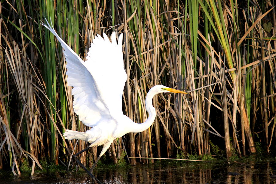 IMG_0106 - Great Egret Photograph by Travis Truelove