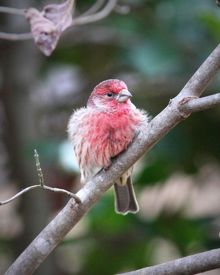 IMG_0107 - House Finch Photograph by Travis Truelove
